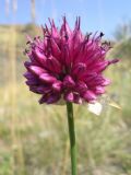 Allium sphaerocephalon